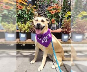Labrador Retriever-Unknown Mix Dogs for adoption in Lathrop, CA, USA