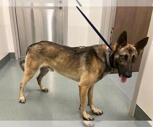 German Shepherd Dog Dogs for adoption in Baytown, TX, USA