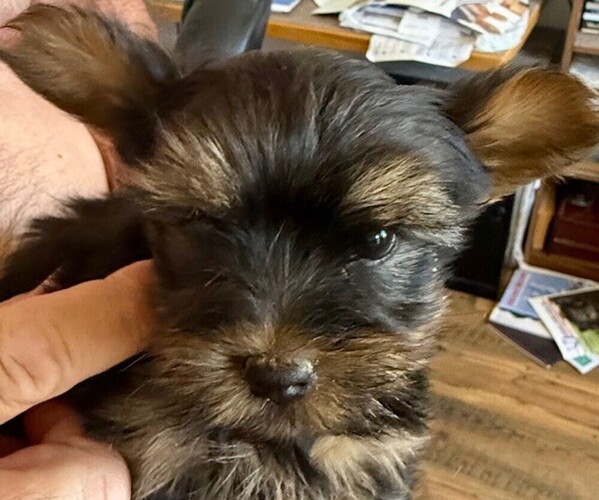 Medium Photo #4 Yorkshire Terrier Puppy For Sale in LAMAR, CO, USA
