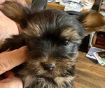 Puppy 3 Yorkshire Terrier