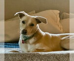 Small #4 Chihuahua Mix