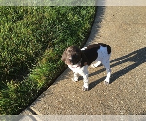 German Shorthaired Pointer Puppy for sale in MOUNT WASHINGTON, KY, USA