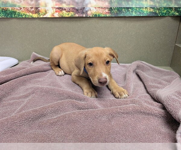 Medium Photo #1 Labrador Retriever-Unknown Mix Puppy For Sale in Moreno Valley, CA, USA