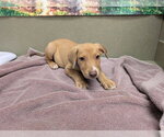 A554079 - Male Labrador Retriever-Unknown Mix Dog for Adoption - Small photo