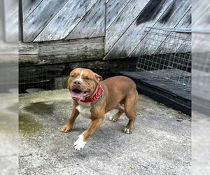 American Pit Bull Terrier-Unknown Mix Dogs for adoption in Hinton, WV, USA