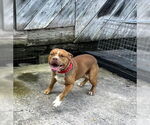 Small American Pit Bull Terrier Mix