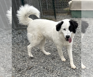 Aurora - Female Great Pyrenees Dog for Adoption - Photo #4
