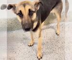 Small #1 German Shepherd Dog Mix