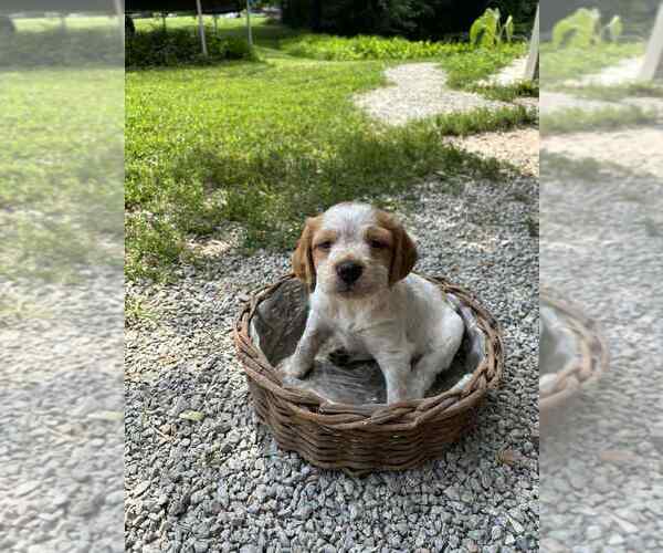 Medium Photo #1 Brittany Puppy For Sale in BATESVILLE, IN, USA