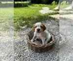 Puppy Marty Brittany
