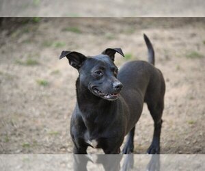 Chiweenie Dogs for adoption in Mooresville, NC, USA