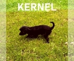 Small #2 YorkiePoo