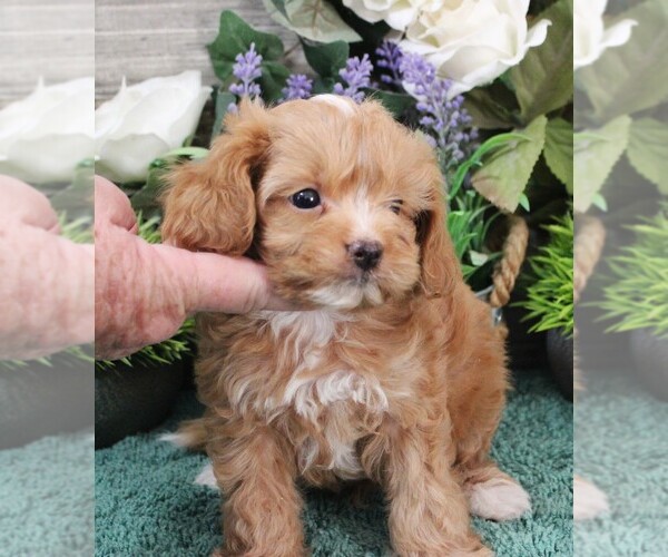 Medium Photo #10 Cavapoo (Miniature) Puppy For Sale in CARLISLE, KY, USA