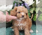 Small Photo #10 Cavapoo (Miniature) Puppy For Sale in CARLISLE, KY, USA