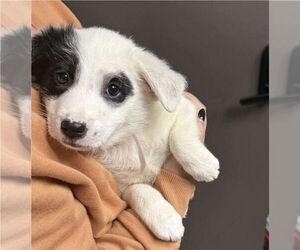 Australian Shepherd-Great Pyrenees Mix Dogs for adoption in Lakewood, CO, USA