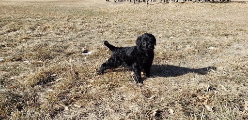 Medium Photo #2 Labradoodle Puppy For Sale in CO SPGS, CO, USA