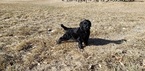 Small Photo #2 Labradoodle Puppy For Sale in CO SPGS, CO, USA