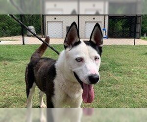 Siberian Husky-Unknown Mix Dogs for adoption in Temple, TX, USA