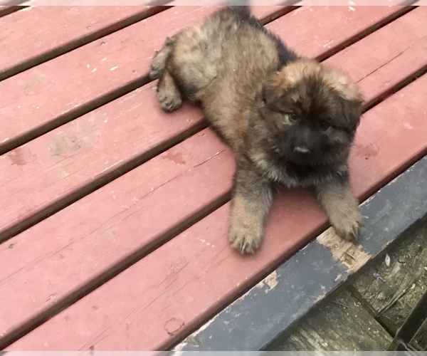 Medium Photo #16 German Shepherd Dog Puppy For Sale in CHARLOTTESVILLE, VA, USA