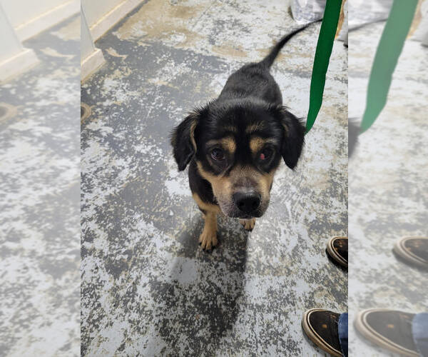 Medium Photo #3 Beagle-Unknown Mix Puppy For Sale in Linton, IN, USA