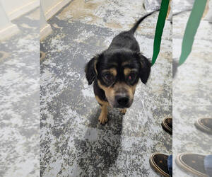 Houdini - Male Beagle-Unknown Mix Dog for Adoption - Photo #3
