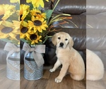Small Photo #20 Golden Retriever Puppy For Sale in DEARBORN, MO, USA