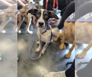 Mutt Dogs for adoption in Minneapolis, MN, USA