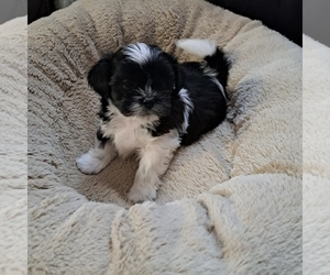 Shih Tzu Puppy for sale in SUTHERLIN, OR, USA
