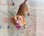 Small #2 Mutt