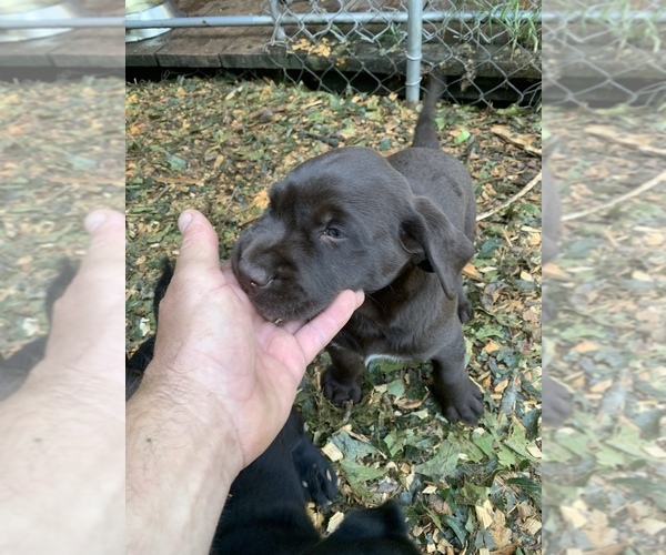 Medium Photo #9 Labrador Retriever Puppy For Sale in HOWELL, NJ, USA
