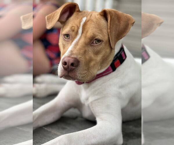 Medium Photo #60 American Pit Bull Terrier-Unknown Mix Puppy For Sale in Brewster, NY, USA