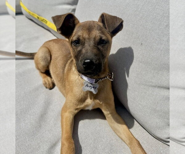 Medium Photo #11 Mountain Cur-Unknown Mix Puppy For Sale in Boston, MA, USA