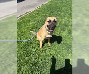 German Shepherd Dog-Unknown Mix Dogs for adoption in Oakdale, CA, USA