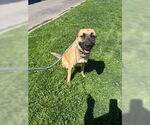 Small German Shepherd Dog Mix