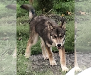 Medium Siberian Husky-Wolf Hybrid Mix