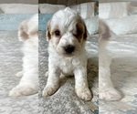 Small Photo #35 Goldendoodle (Miniature) Puppy For Sale in PENSACOLA, FL, USA