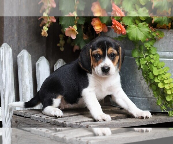 Medium Photo #3 Beagle Puppy For Sale in FREDERICKSBG, OH, USA
