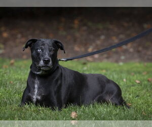 MJ - ADOPTION PENDING! - Female Mutt Dog for Adoption - Photo #9