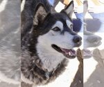 Small Photo #1 Siberian Husky Puppy For Sale in Cedar Crest, NM, USA