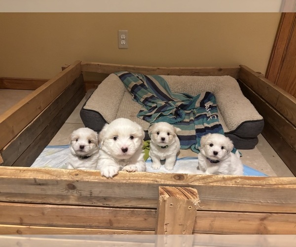 Medium Photo #5 Coton de Tulear Puppy For Sale in BIG RAPIDS, MI, USA