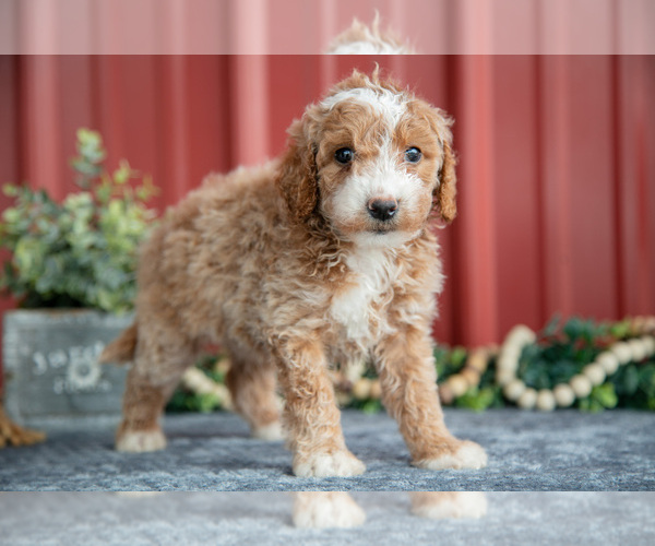 Medium Photo #13 Goldendoodle (Miniature) Puppy For Sale in NAPPANEE, IN, USA