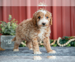 Small Photo #13 Goldendoodle (Miniature) Puppy For Sale in NAPPANEE, IN, USA