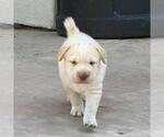 Small #3 Labrador Retriever Mix