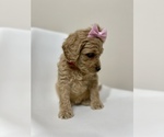 Small Photo #10 Australian Labradoodle Puppy For Sale in MACON, IL, USA