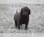 Small Photo #2 Labradoodle Puppy For Sale in MEMPHIS, MO, USA