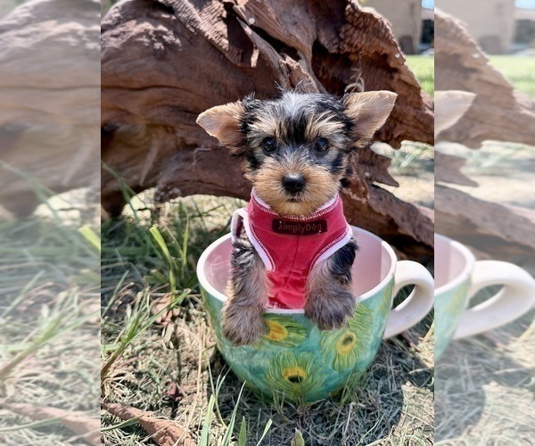 Medium Photo #1 Yorkshire Terrier Puppy For Sale in CASSVILLE, MO, USA