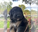 Small Photo #14 Aussiedoodle Puppy For Sale in LONGWOOD, FL, USA