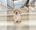 Small Photo #6 Golden Retriever Puppy For Sale in LAS VEGAS, NV, USA