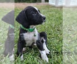 Puppy Green Poodle (Standard)-Rhodesian Ridgeback Mix