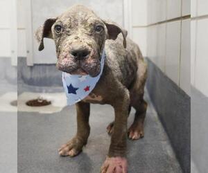American Staffordshire Terrier-Unknown Mix Dogs for adoption in San Antonio, TX, USA